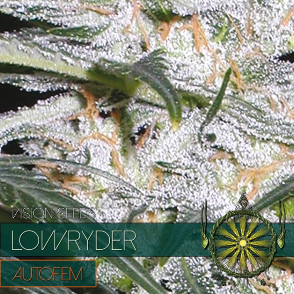 Lowryder Auto Feminised Cannabis Seeds | Vision Seeds Lowryder Auto Feminised Cannabis Seeds | Vision Seeds