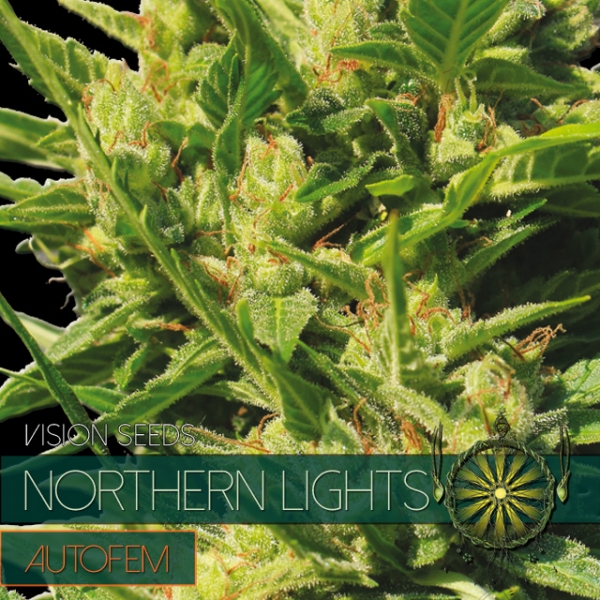 Northern Lights Auto Feminised Cannabis Seeds | Vision Seeds Northern Lights Auto Feminised Cannabis Seeds | Vision Seeds