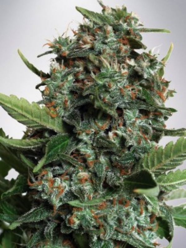 Auto Pilot XXL Feminised Cannabis Seeds | Ministry of Cannabis