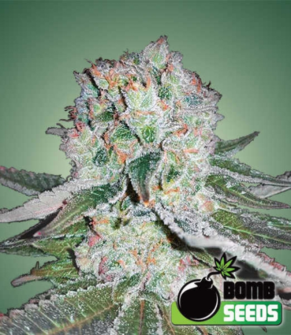 Banana Bomb Feminised Cannabis Seeds | Bomb Seeds