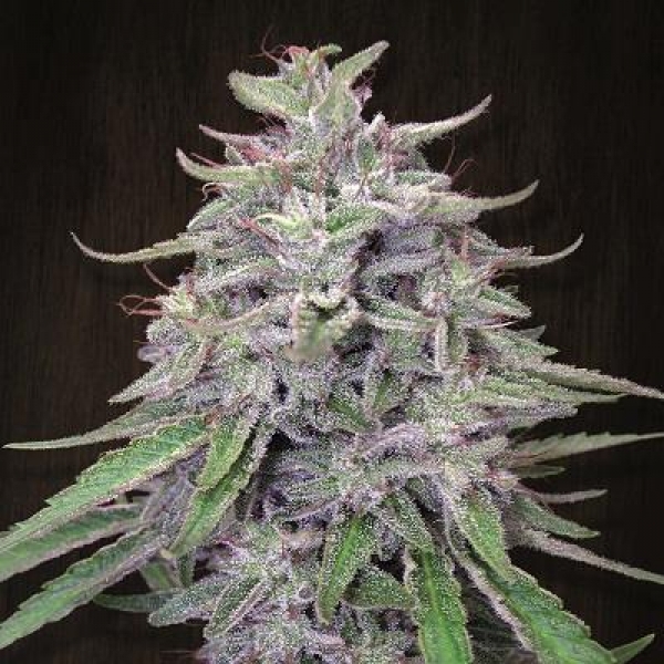 Bangi Haze Feminised Cannabis Seeds | Ace Seeds