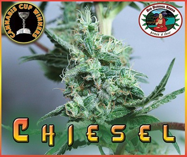 Big Buddha Seeds Chiesel Feminised Cannabis Seeds For Sale