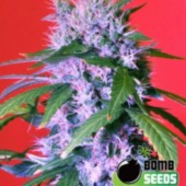 Berry Bomb Feminised Cannabis Seeds | Bomb Seeds 