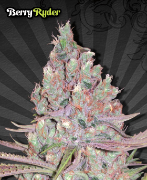 Berry Ryder Auto Feminised Cannabis Seeds | Auto Seeds Berry Ryder Auto Feminised Cannabis Seeds | Auto Seeds