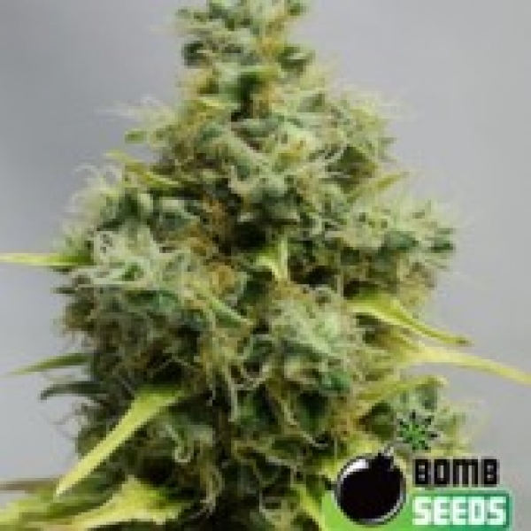 Big Bomb Feminised Cannabis Seeds | Bomb Seeds 