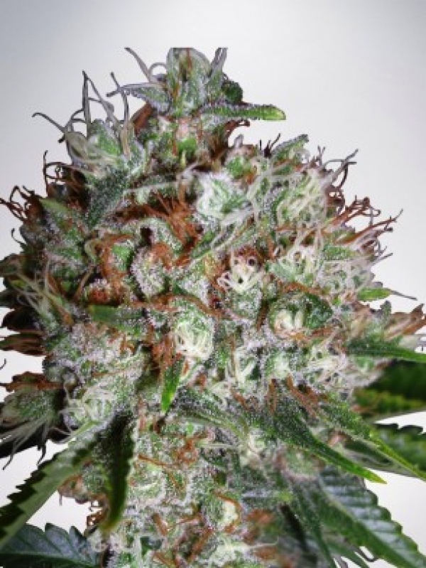 Big Bud XXL Feminised Cannabis Seeds | Ministry of Cannabis