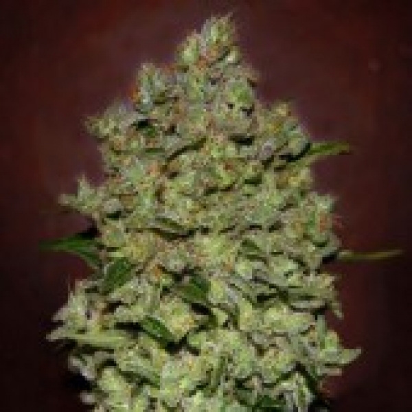 Auto Biodiesel Mass XXL Feminised Cannabis Seeds | Advanced Seeds.