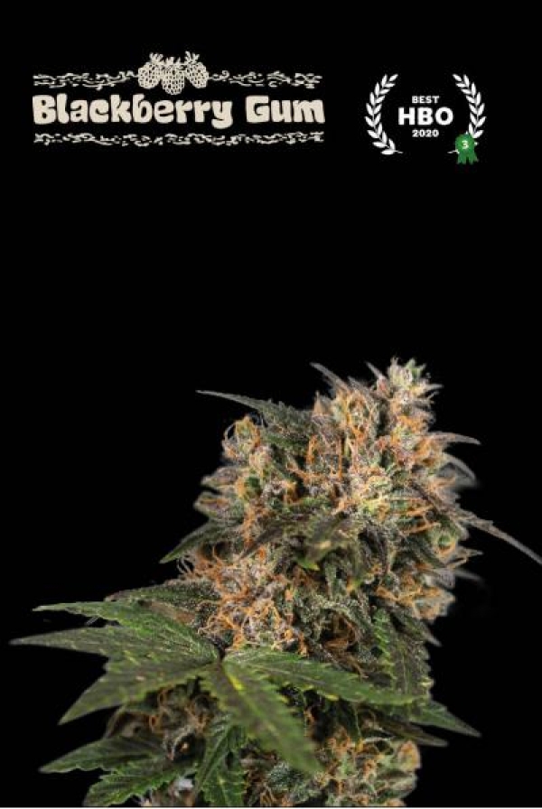 Superior Blackberry Gum Feminised Cannabis Seeds | Seed Stockers