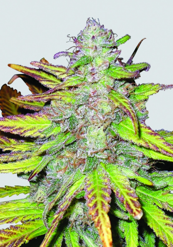 Blackberry Auto Feminised Cannabis Seeds | Fast Buds