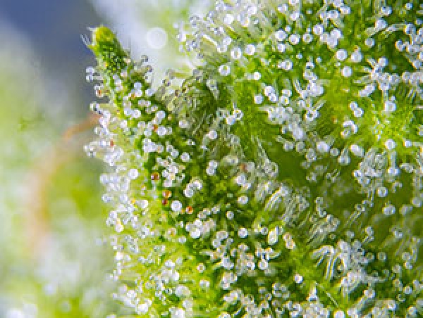 Blow Mind Auto Feminised Cannabis Seeds | Sweet Seeds