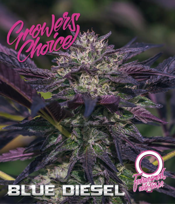 Blue Diesel Auto Feminised Cannabis Seeds - Growers Choice