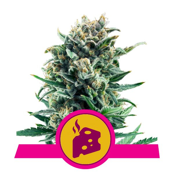Blue Cheese Feminised Cannabis Seeds | Royal Queen Seeds