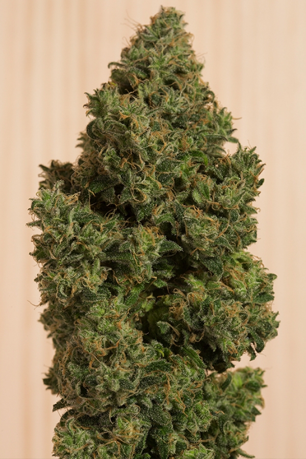 Blue Dream CBD Feminised Cannabis Seeds | Humboldt Seeds Organisation Blue Dream CBD Feminised Cannabis Seeds | Humboldt Seeds Organisation