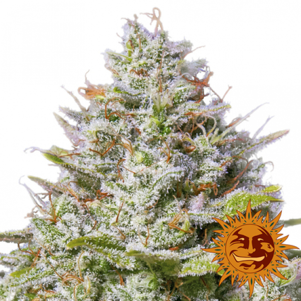 Blue Gelato 41 Feminised Cannabis Seeds | Barney's Farm Blue Gelato 41 Feminised Cannabis Seeds | Barney's Farm