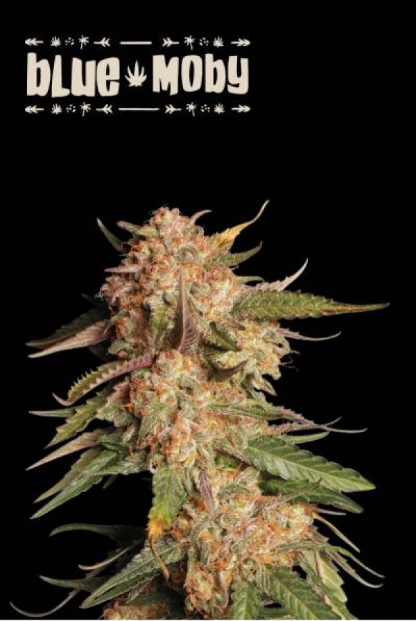 Superior Blue Moby Feminised Cannabis Seeds | Seed Stockers
