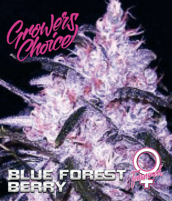Blue Forest Berry Feminised Cannabis Seeds - Growers Choice