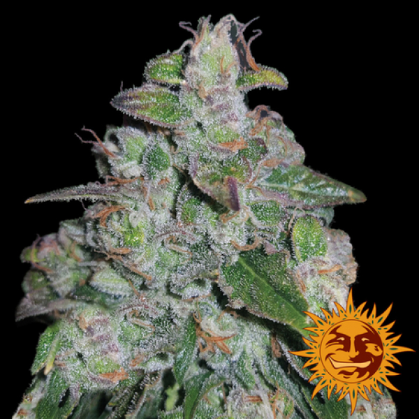 Blueberry OG Feminised Cannabis Seeds | Barney's Farm Blueberry OG Feminised Cannabis Seeds | Barney's Farm