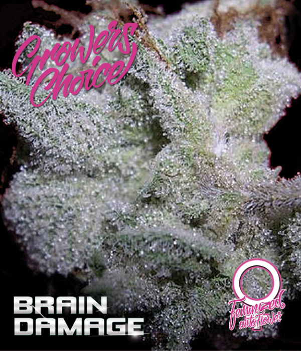 Brain Damage Auto Feminised Cannabis Seeds - Growers Choice