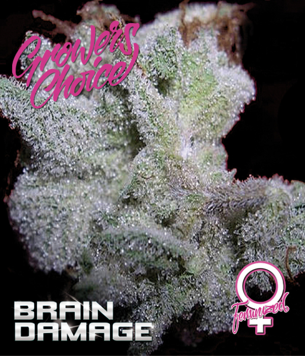 Brain Damage Feminised Cannabis Seeds - Growers Choice