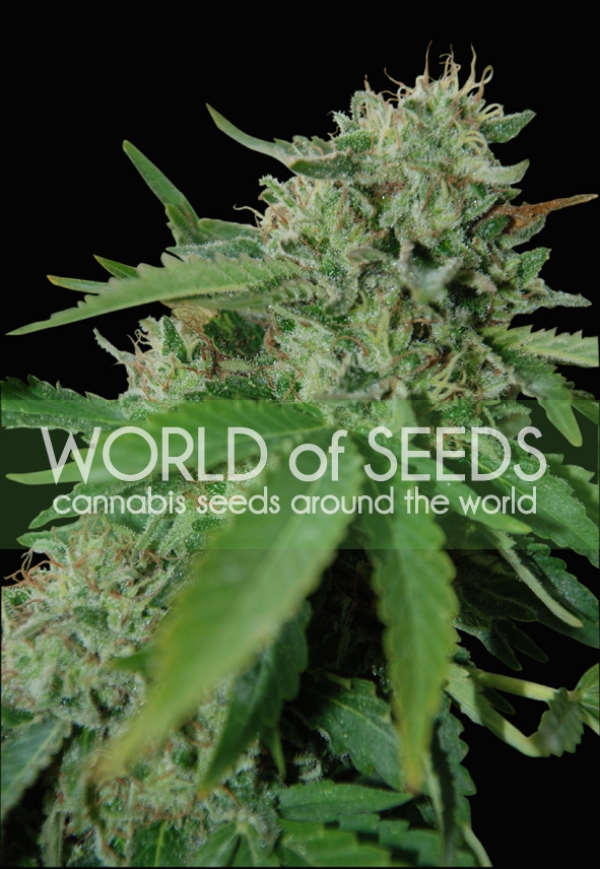 Brazil Amazonia Feminised Cannabis Seeds | World of Seeds