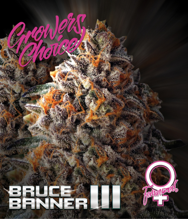 Bruce Banner III Feminised Cannabis Seeds - Growers Choice Bruce Banner III Feminised Cannabis Seeds - Growers Choice