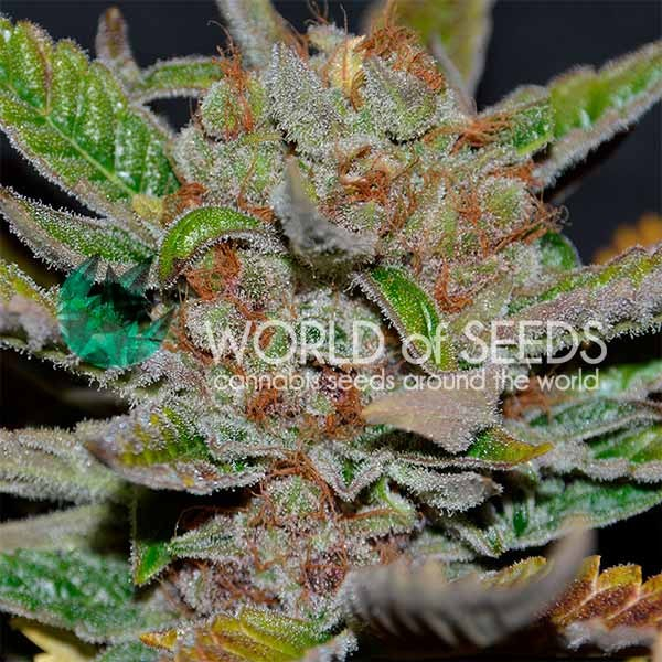 Bubba Haze Regular Cannabis Seeds | World of Seeds