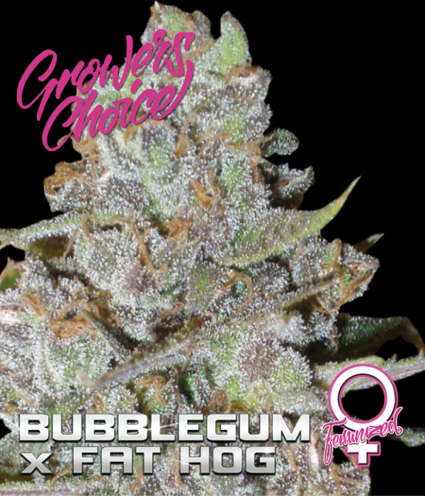 Bubblegum x Fat Hog Feminised Cannabis Seeds - Growers Choice