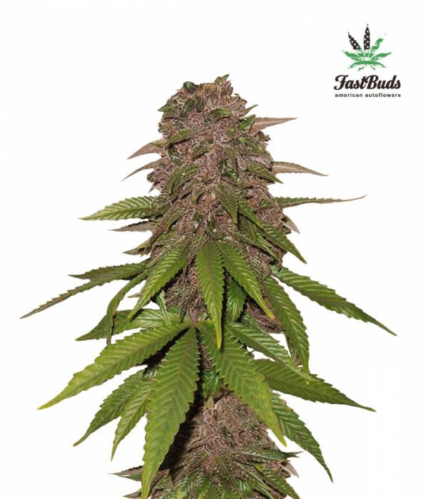 C4-matic Auto Feminised Cannabis Seeds | Fast Buds