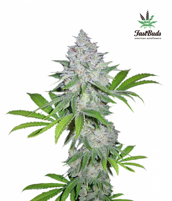 California Snow Auto Feminised Cannabis Seeds | Fast Buds