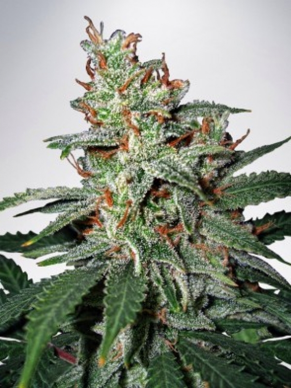 Carnival Feminised Cannabis Seeds | Ministry of Cannabis