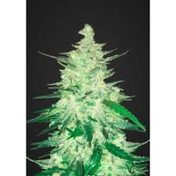 CBD 201 Auto Feminised Cannabis Seeds | Fast Buds.