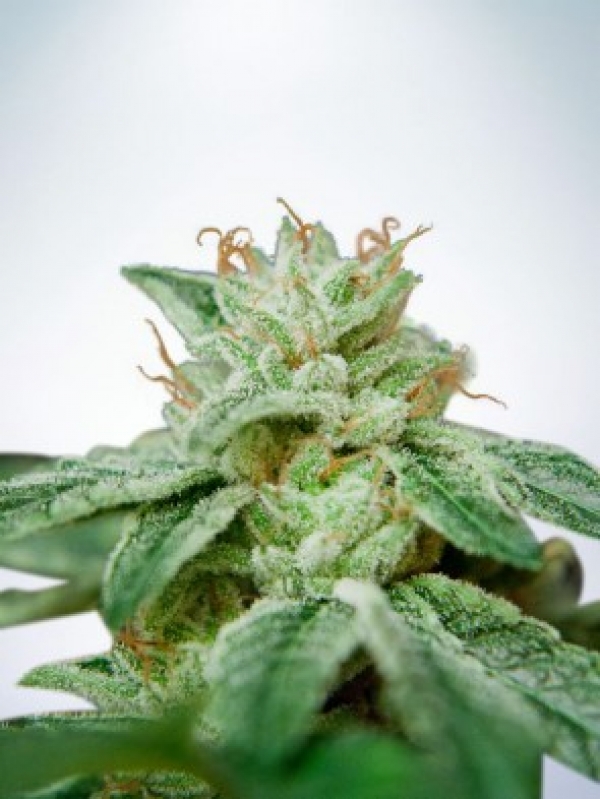 CBD Star Feminised Cannabis Seeds | Ministry of Cannabis