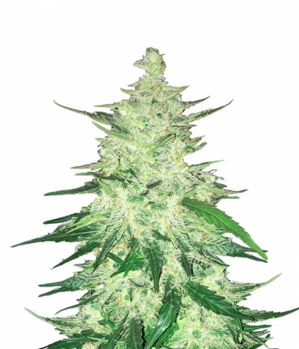 CBD 11 Feminised Cannabis Seeds | Fast Buds. CBD 11 Feminised Cannabis Seeds | Fast Buds.