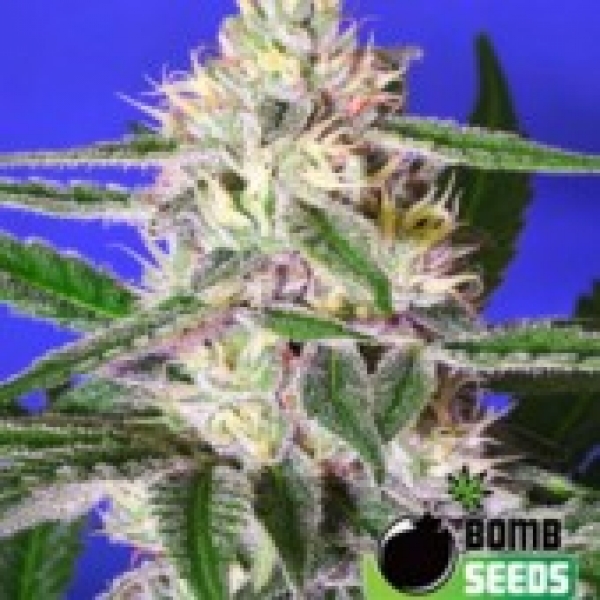 Edam Bomb Feminised Cannabis Seeds | Bomb Seeds