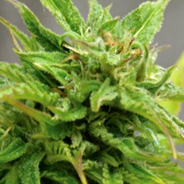 Cheese Automatic Feminised Cannabis Seeds | Big Buddha Seeds 