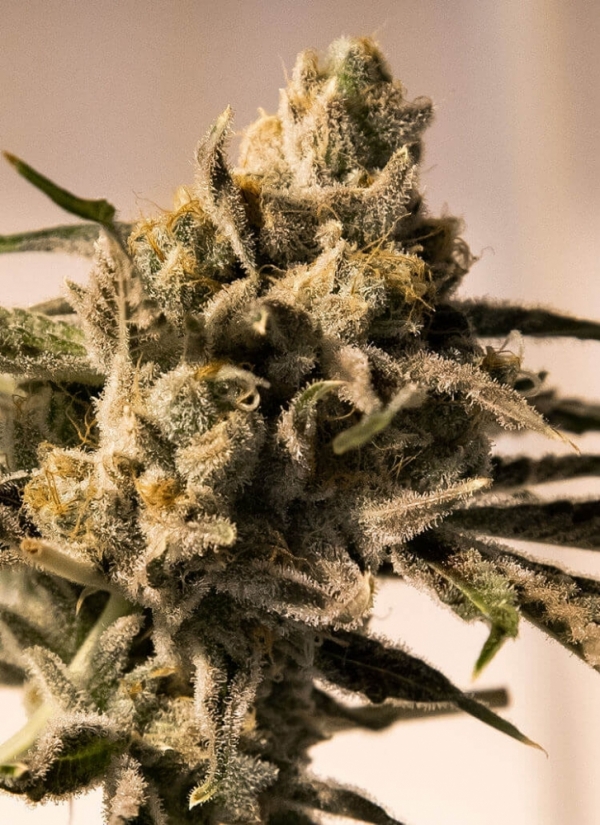 Cherry Pie Feminised Cannabis Seeds | Advanced Seeds. Cherry Pie Feminised Cannabis Seeds | Advanced Seeds.