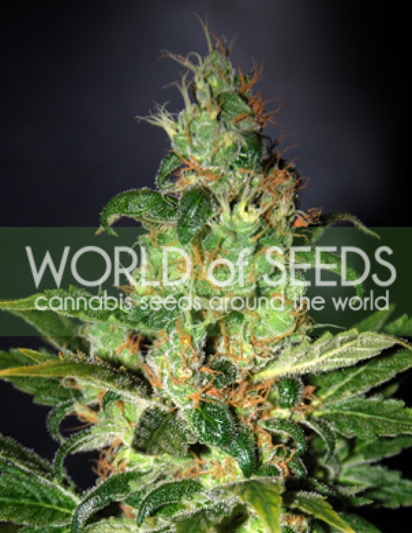 Chronic Haze Feminised Cannabis Seeds | World of Seeds