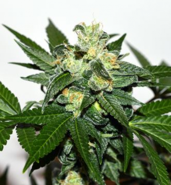Citrus Paradisi Feminised Cannabis Seeds | Garden of Green Citrus Paradisi Feminised Cannabis Seeds | Garden of Green