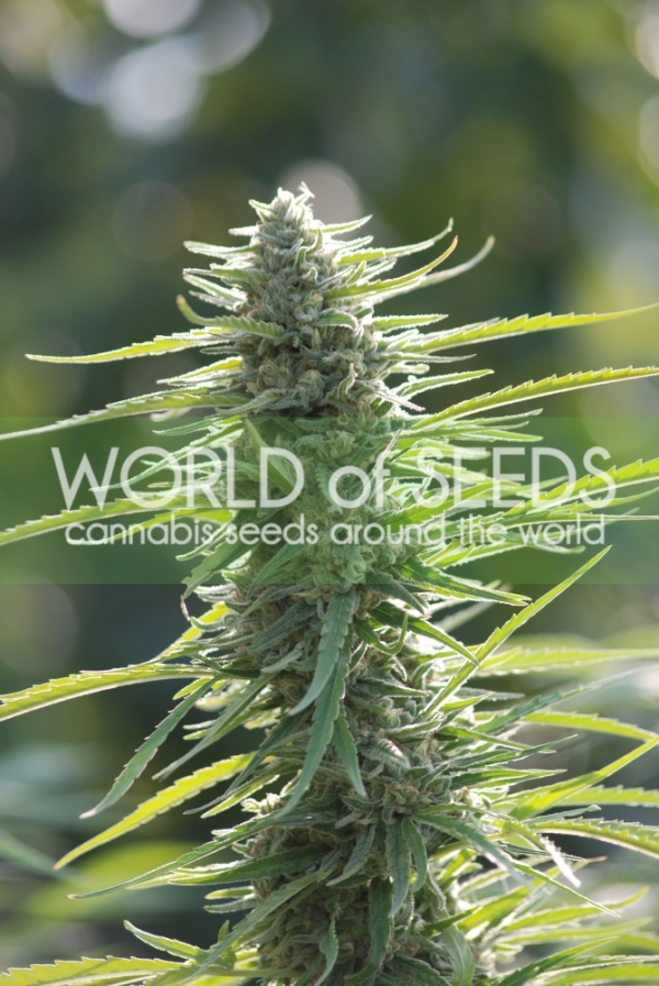 Columbia Gold Feminised Cannabis Seeds | World of Seeds