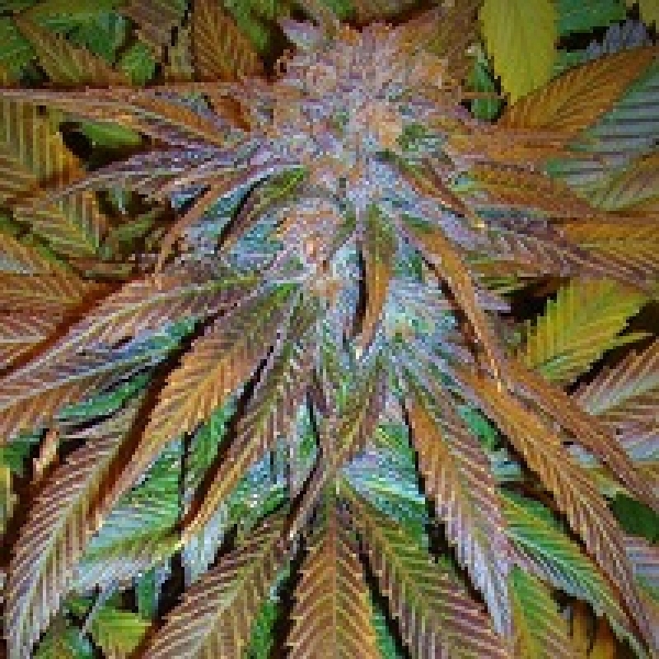 Congo Regular Cannabis Seeds | Ace Seeds