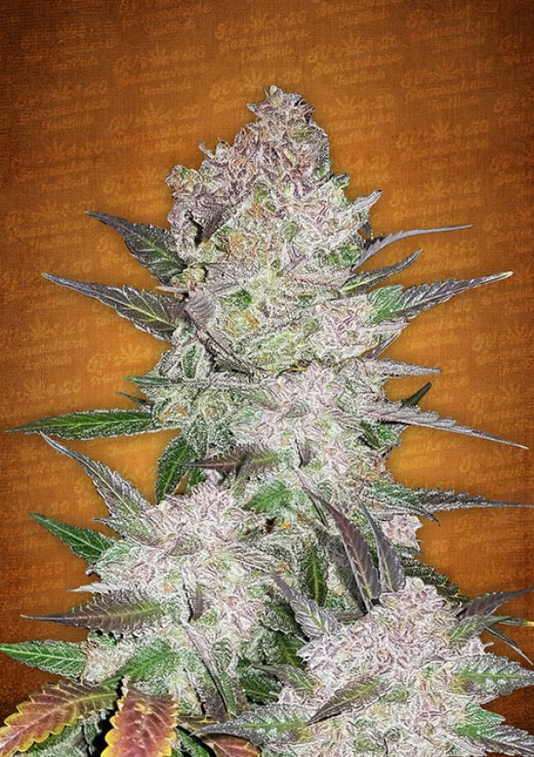 ​Cream Cookies Auto Feminised Cannabis Seeds | Fast Buds