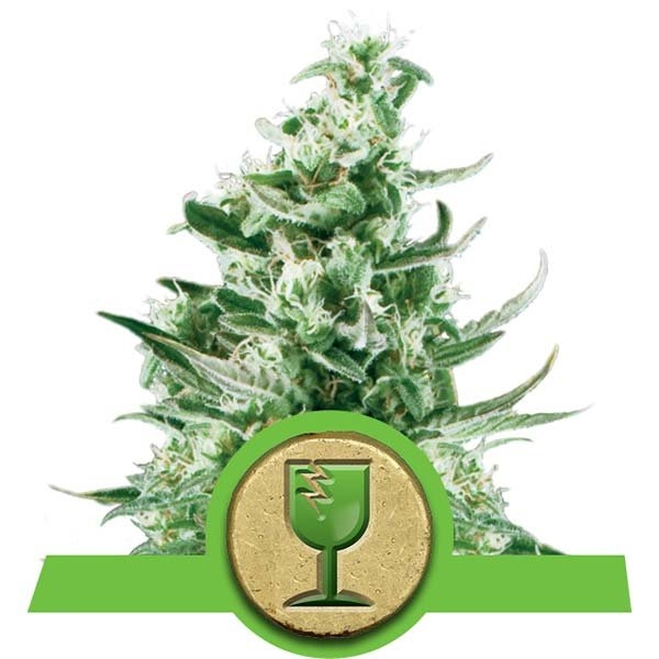 Royal Critical Auto Feminised Cannabis Seeds | Royal Queen Seeds Royal Critical Auto Feminised Cannabis Seeds | Royal Queen Seeds