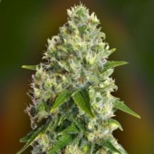 Advanced Seeds Critical Soma Feminised Cannabis Seeds