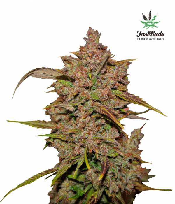 Crystal METH Auto Feminised Cannabis Seeds | Fast Buds