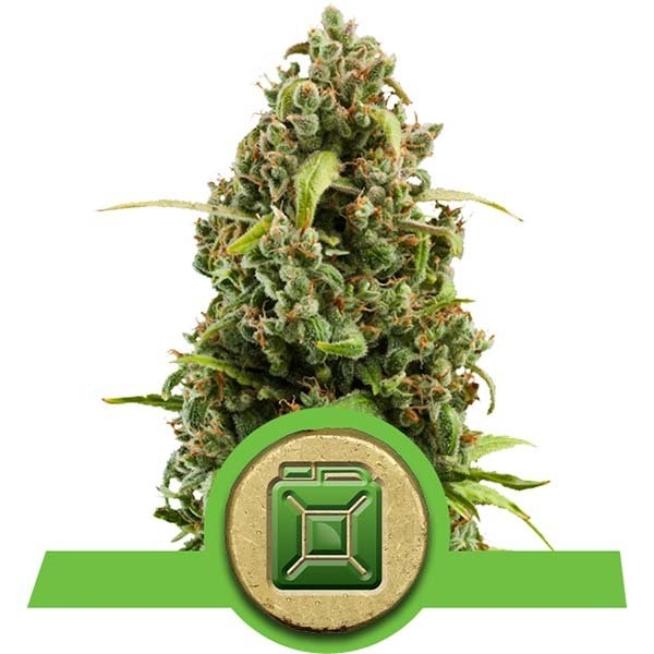 Diesel Auto Feminised Cannabis Seeds | Royal Queen Seeds Diesel Auto Feminised Cannabis Seeds | Royal Queen Seeds