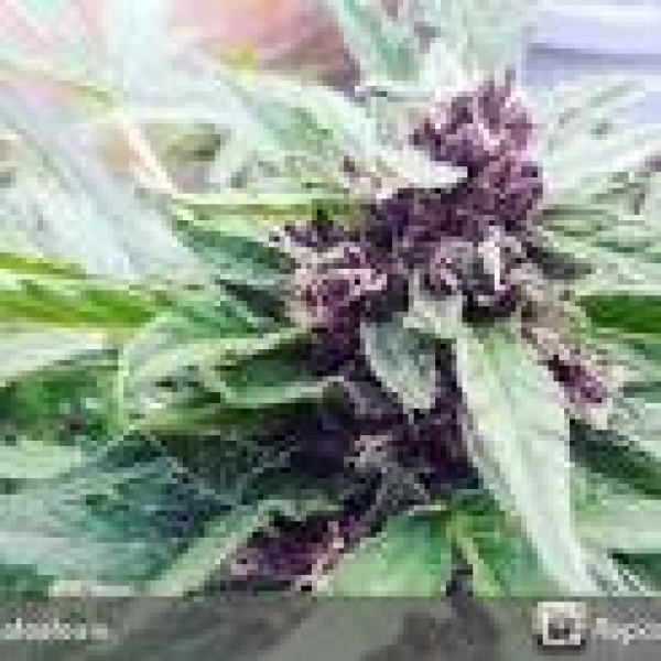 Auto Mendo Mass Feminsed Cannabis Seeds | Critical Mass Collective Seeds