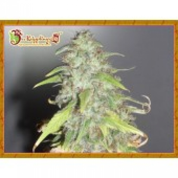 Dr Krippling Kripple Shock Feminised Cannabis Seeds For Sale