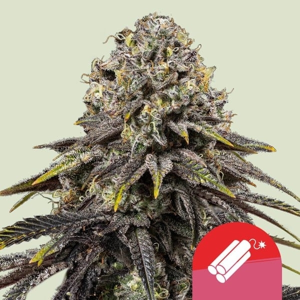 Royal Queen Seeds X TYSON Dynamite Diesel Feminised Cannabis Seeds.
