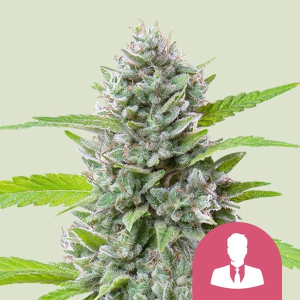 El Patron Feminised Cannabis Seeds | Royal Queen Seeds.