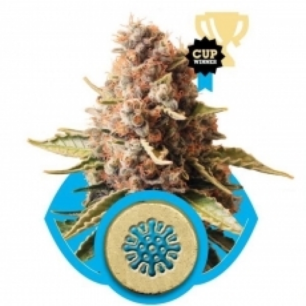 Euphoria Feminised Cannabis Seeds | Royal Queen Seeds